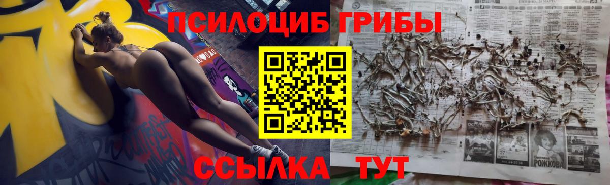 Псилоцибиновые грибы Psilocybe Ульяновск